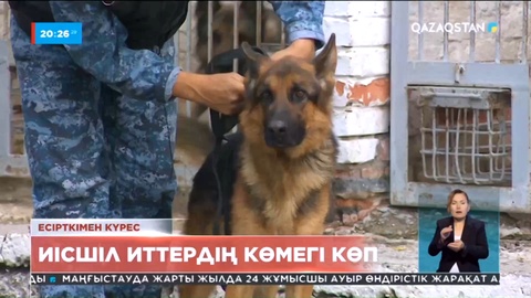Есірткімен күрес: Иісшіл иттердің көмегі көп