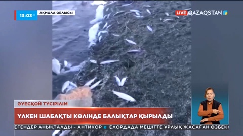 Бурабайдағы Үлкен Шабақты көлінде балықтар қырылды
