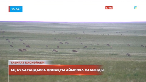Қарағандыда табиғатты қорғау заңнамаларын бұзудың 701 дерегі анықталды