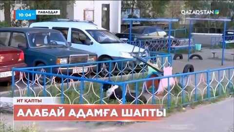 Павлодарда алабай ит адамдарға шапты