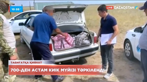 Ұлытау облысында 700-ден астам киік мүйізі тәркіленді