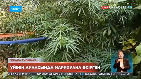 Алматылық тұрғын үйінің ауласына есірткі өсірген