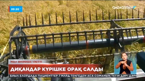 Сыр өңірінде диқандар күрішке орақ салды