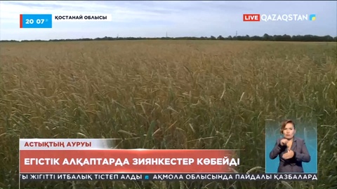 Қостанай облысы: Егістік алқаптарда зиянкестер көбейді