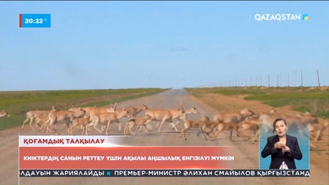 Киіктердің санын реттеу үшін ақылы аңшылық енгізілуі мүмкін
