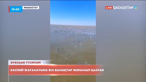 Каспийдің жағалауына өлі балықтар жиналып қалды