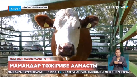 Қазақстанда 10 миллион бас ірі қара тіркелген