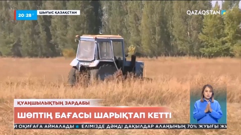 ШҚО-да шөптің бағасы шарықтап кетті