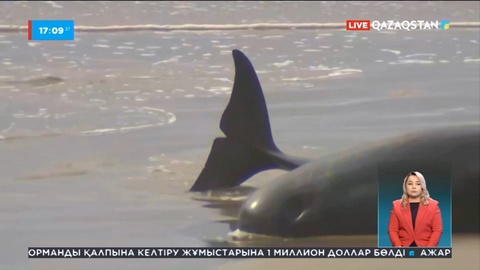 Австралия жағалауына 230 кит шығып қалды