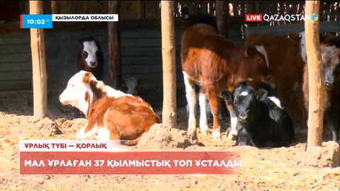 Қызылорда облысында жыл басынан бері мал ұрлаған 37 қылмыстық топ ұсталды