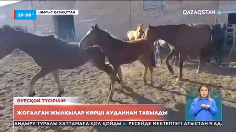 Тарбағатай өңірінен жоғалған жылқылар Зайсан ауданынан табылып жатыр