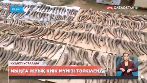 Ақтөбе облысының тұрғынынан  949 киік мүйізі тәркіленді