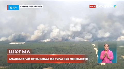 Қостанай облысы: Аманқарағай орманында 158 түрлі құс мекендеген