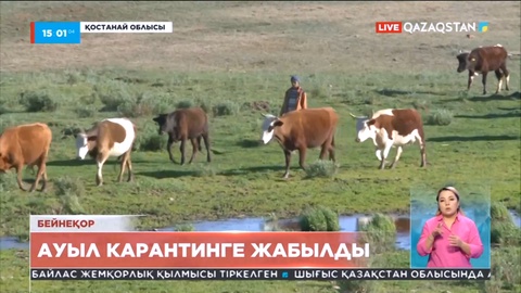 Сібір жарасы: Қостанай облысында бір ауыл карантинге жабылды