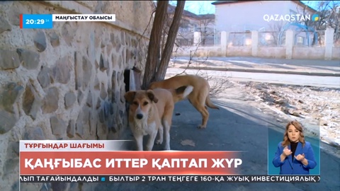 Маңғыстауда 11 мыңнан астам қаңғыбас иттің көзі жойылды