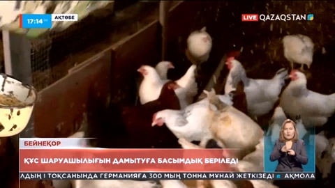 Ақтөбе облысында құс шаруашылығын дамытуға басымдық беріледі