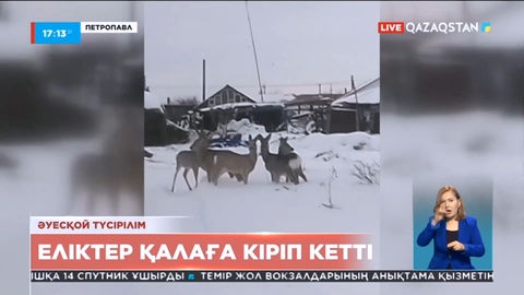 Петропавлда адасқан жабайы жануарлар қала ішінде жүр