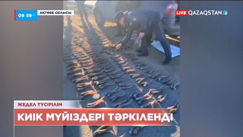 Ақтөбе облысында екі көліктен мыңнан астам киік мүйізі табылды