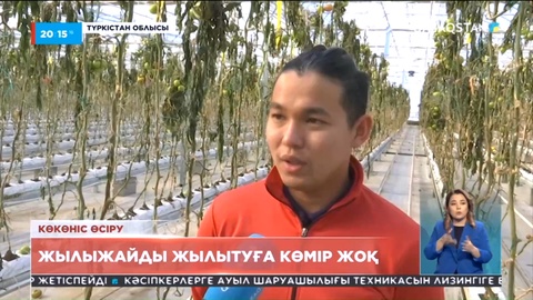 Түркістан облысында жылыжайды жылытуға көмір жоқ