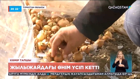 Түркістан облысында жылыжайдағы өнім үсіп кетті