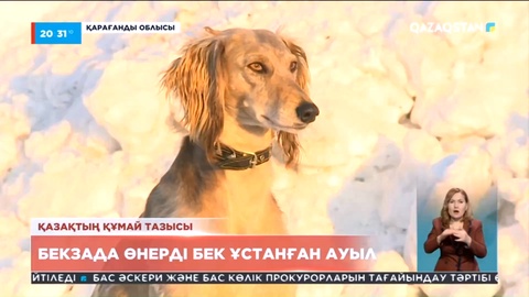 Қарағанды облысында ең көп тазы ұстайтын ауыл бар