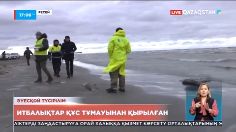 Каспийдің Дағыстандағы жағалауында итбалықтар құс тұмауынан өлген