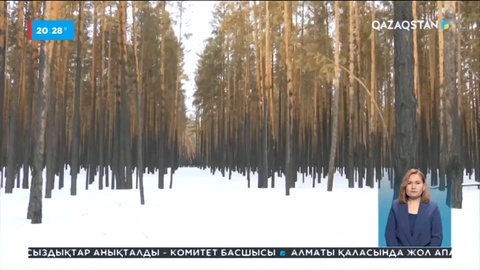 Қостанай облысында өртенген орманның орнын тазалау жұмысы жүріп жатыр