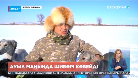 Жетісу облысында шибөрі қаптап кетті