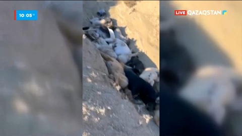 Ақтаудағы Қарақия ойпатында иттердің өлексесі жойылды