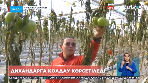 Жылыжайдағы қияр-қызанақтың үсуі көкөніс құнына әсер етпейді - Жұманғарин