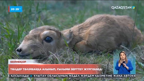 1815 киік лағы тәлімбаққа алынып, оларға ғылыми зерттеу жүргізіледі