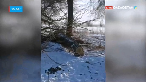 Жетісу облысының Ынтымақ ауылында 56 қарағашты заңсыз кескен азамат ұсталды