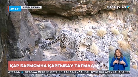 Алтынемел ұлттық паркіндегі қар барыстарына қарғыбау тағылды