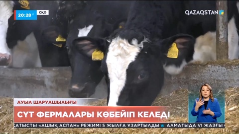 Солтүстік Қазақстан облысында соңғы 4 жылда 22 сүт фермасы ашылды