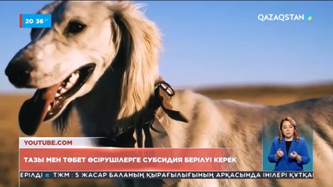 Тазы мен төбет өсірушілерге субсидия берілуі керек