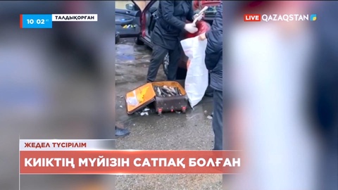 Талдықорғанда киіктің мүйізін сатпақ болған азамат ұсталды