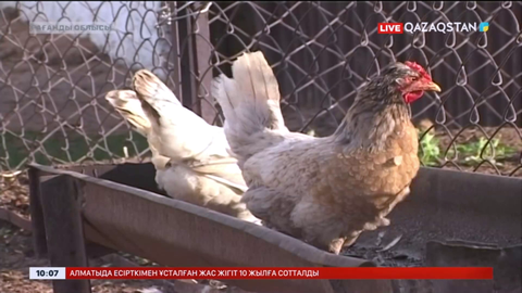 Қарағанды облысында үй құстары жаппай қырылып қалды
