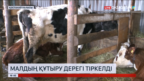Қостанай облысында малдың құтыру дерегі тіркелді