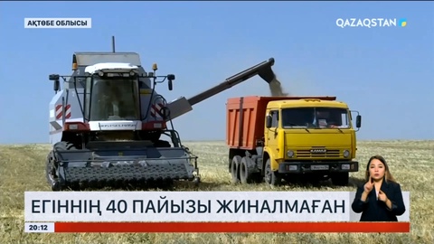 Ақтөбе облысында егіннің 40 пайызы жиналмаған