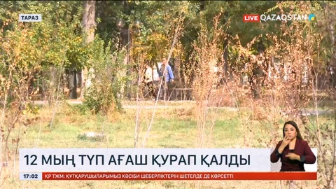 Таразда 12 мың түп ағаш қурап қалды