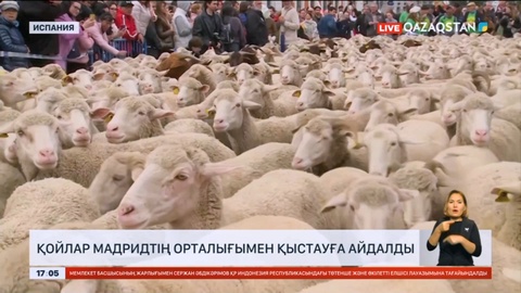 Қойлар Мадридтің орталығымен қыстауға айдалды