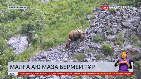 Абай облысының Үржар ауданында малға аю маза бермей тұр