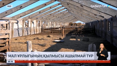 Батыс Қазақстан облысында мал ұрлығының қылмысы ашылмай тұр