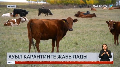 Ақтөбе облысында қой-ешкіден күлшешек ауруы табылды