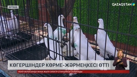 Астанада көгершіндер жәрмеңкесі өтті