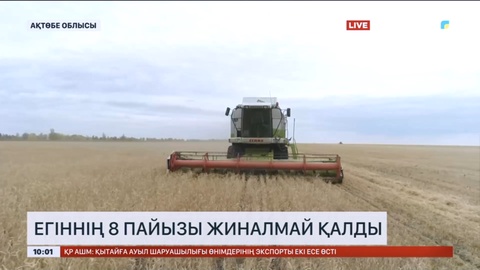 Ақтөбе облысында егіннің 8 пайызы жиналмай қалды