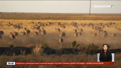 Батыс Қазақстанда 4 мыңнан астам киіктің көзі жойылды