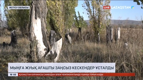 Жетісу облысында мыңға жуық ағашты заңсыз кескендер ұсталды