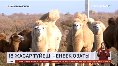 Қызылорда облысында 18 жасар түйеші бала озат бақташы атанды