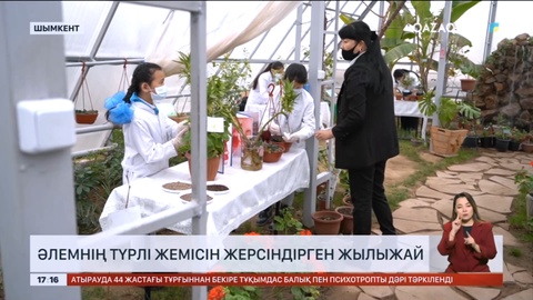 Шымкентте оқушылар әлемнің түрлі жемісін жылыжайда өсіреді